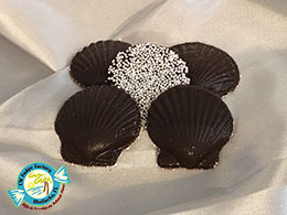 CW FUDGE FACTORY MATLACHA FLORIDA